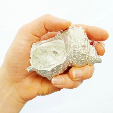 【海の幸で食べる】栄螺のお猪口