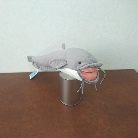 【わくわく図鑑シリーズ】ナマズ