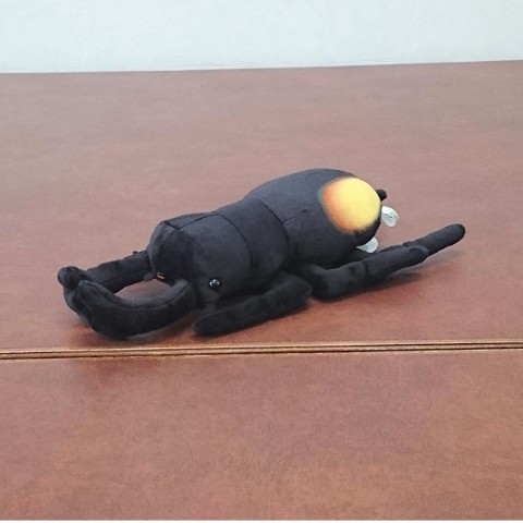 【わくわく図鑑】パリーフタマタクワガタ