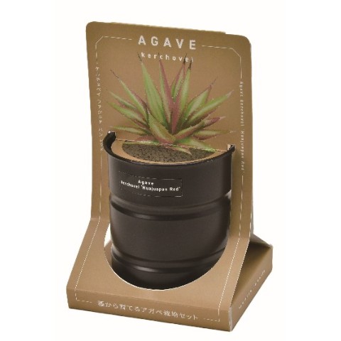 アガベ栽培セット　パリー　ホーチエンシス