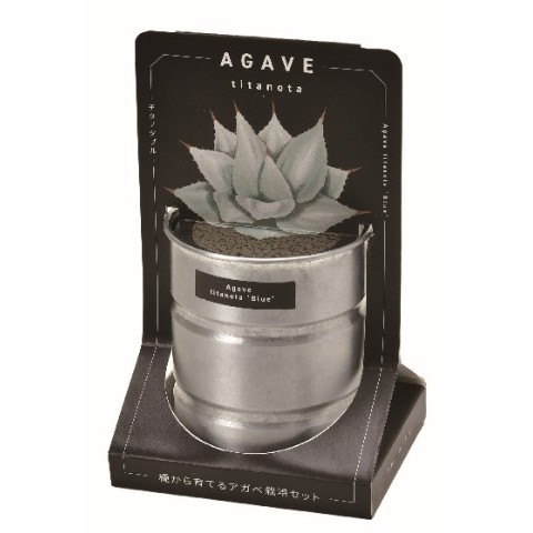 アガベ栽培セット　チタノタ　ブルー