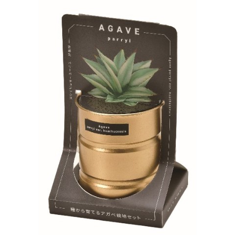 アガベ栽培セット　ケルチョベイ　レッド